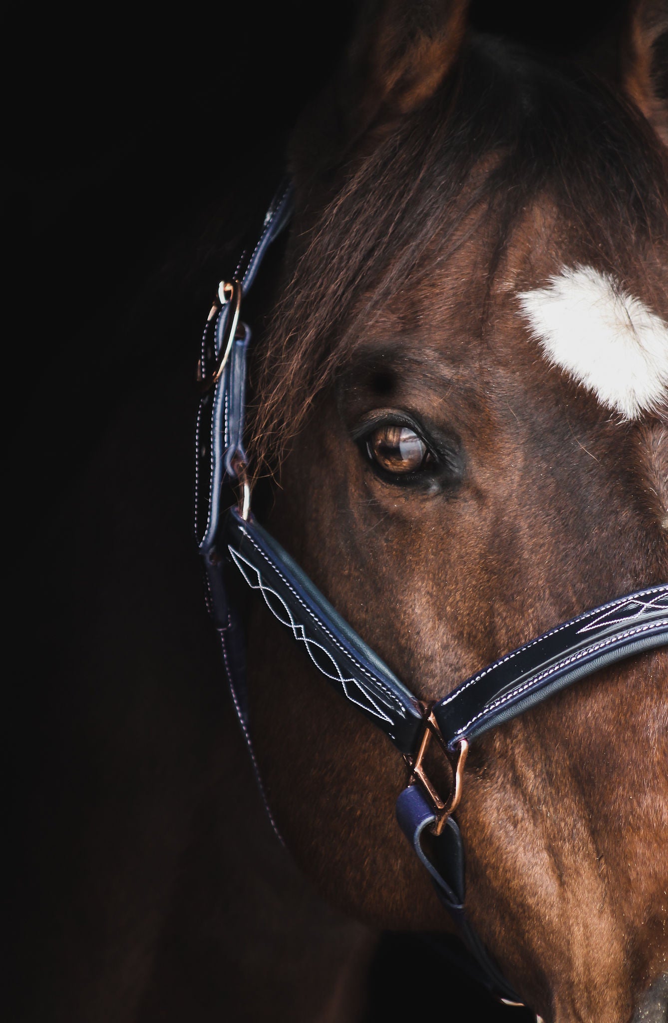 Pup & Pony Co. Grand Prix Special Halter