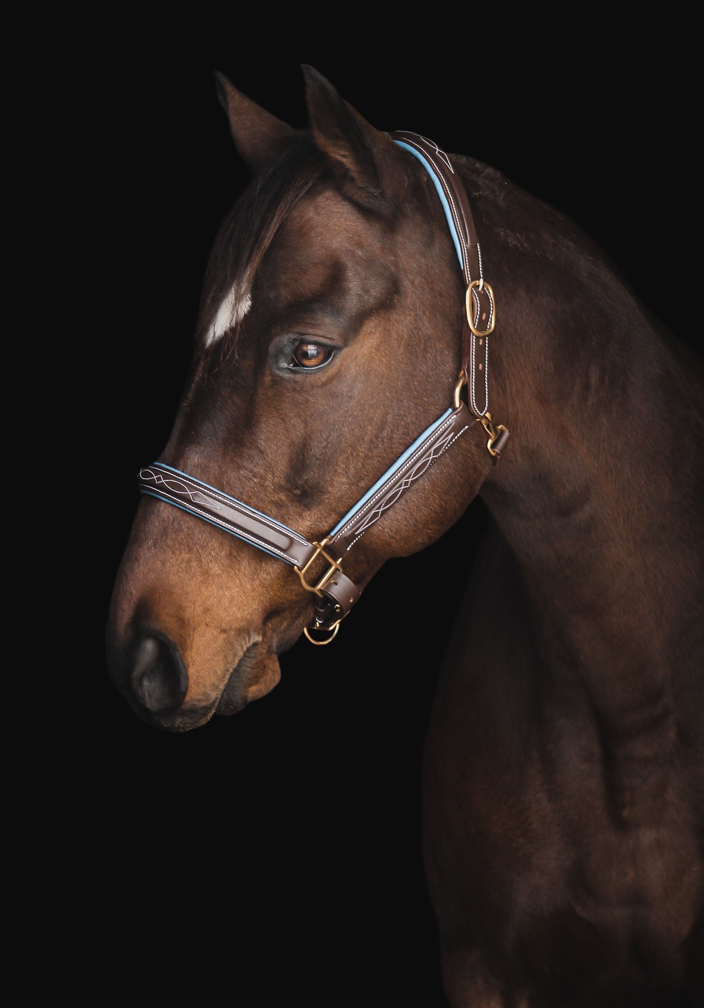 Pup & Pony Co. Derby Halter