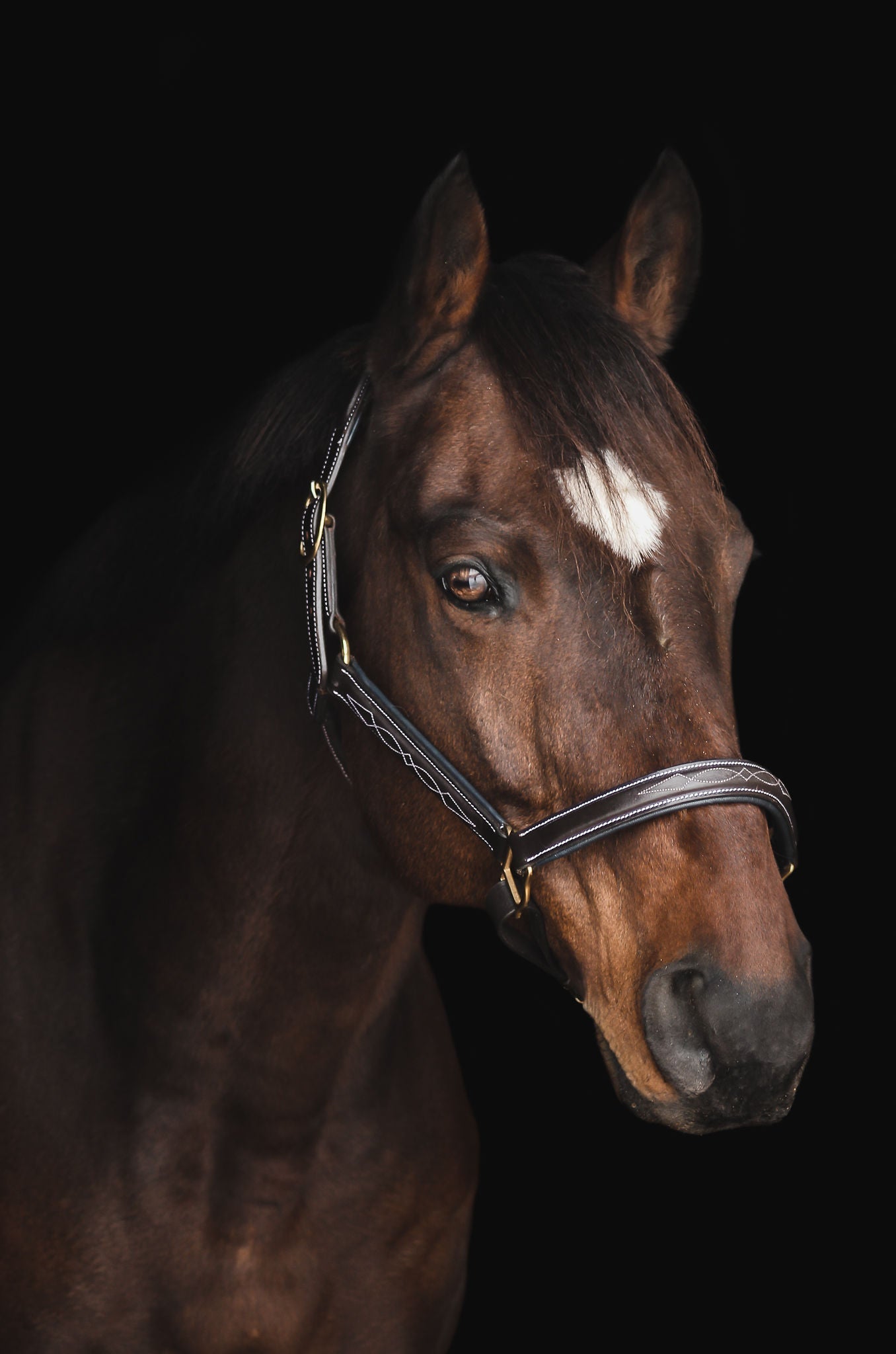 Pup & Pony Co. Derby Halter
