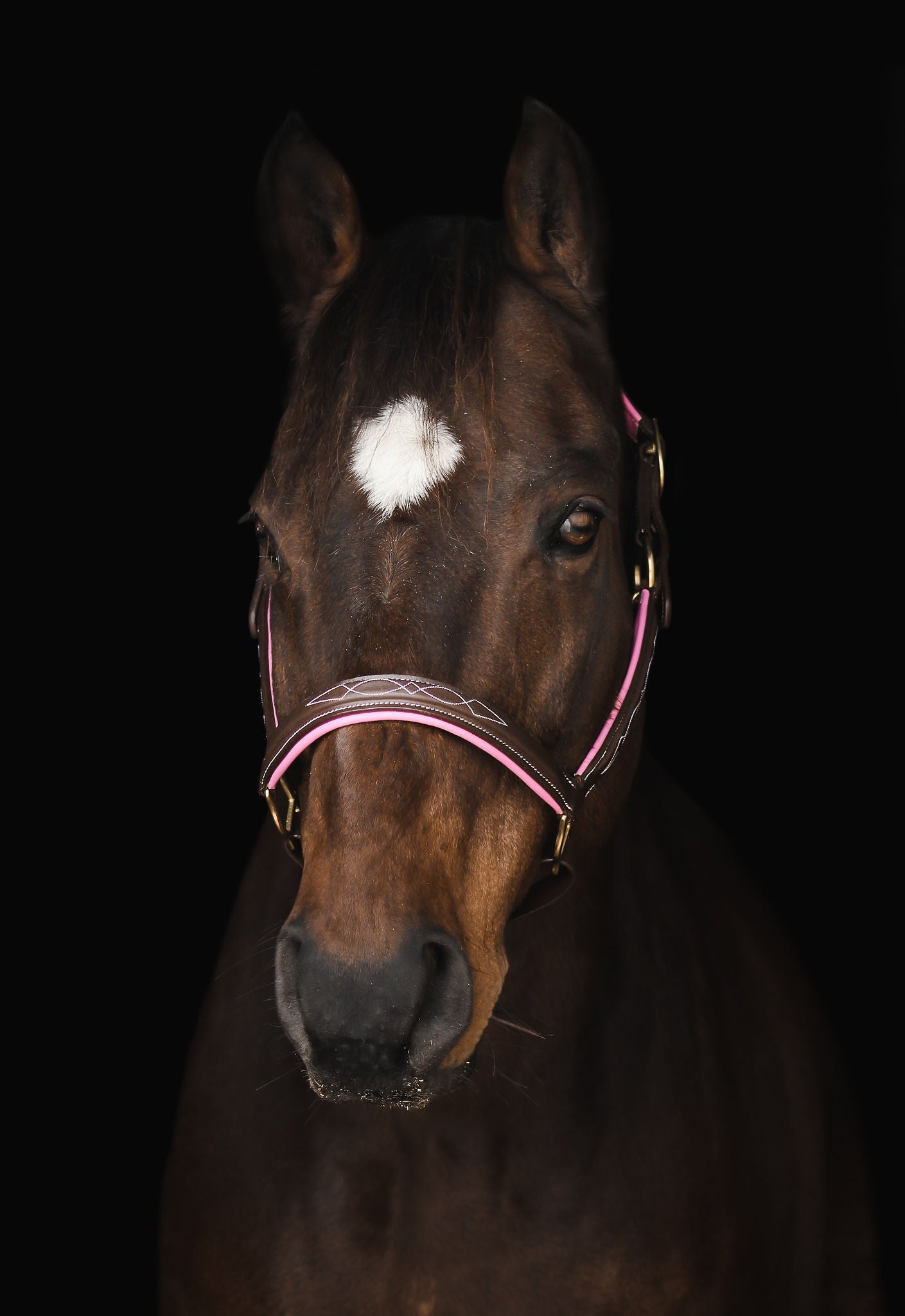 Pup & Pony Co. Derby Halter