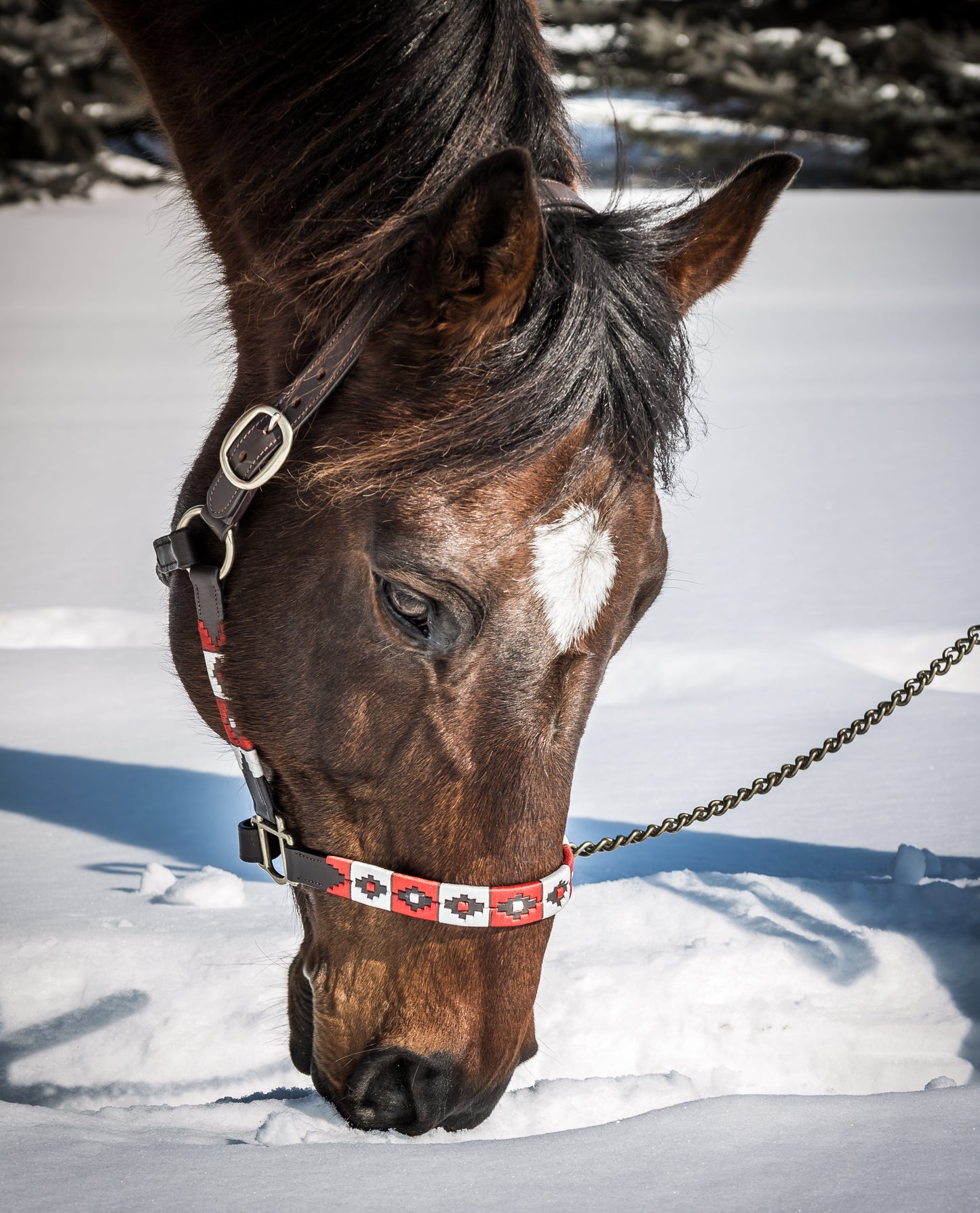Pup & Pony Co. Maple Halter