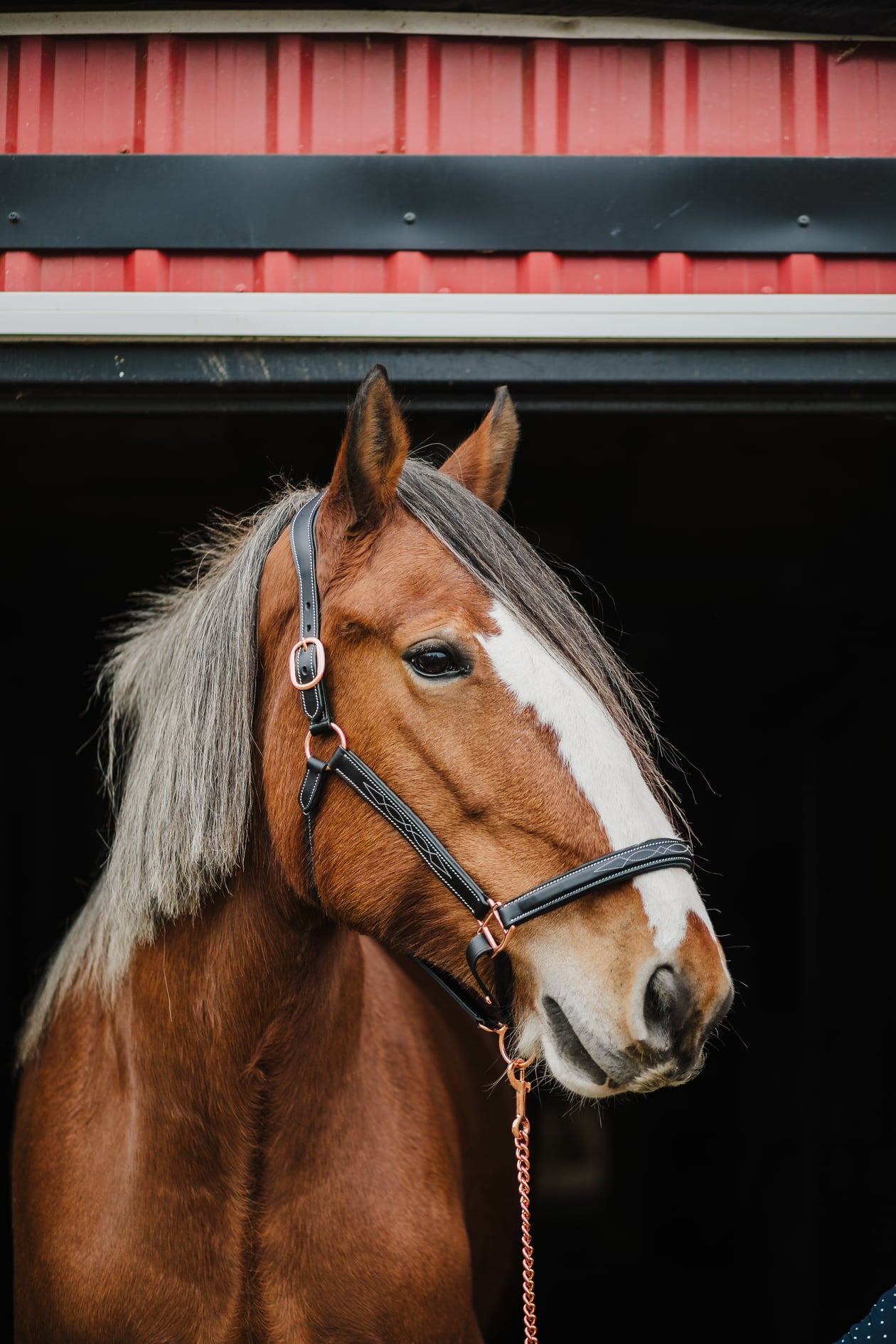 Pup & Pony Co. Belmont Anatomical Halter