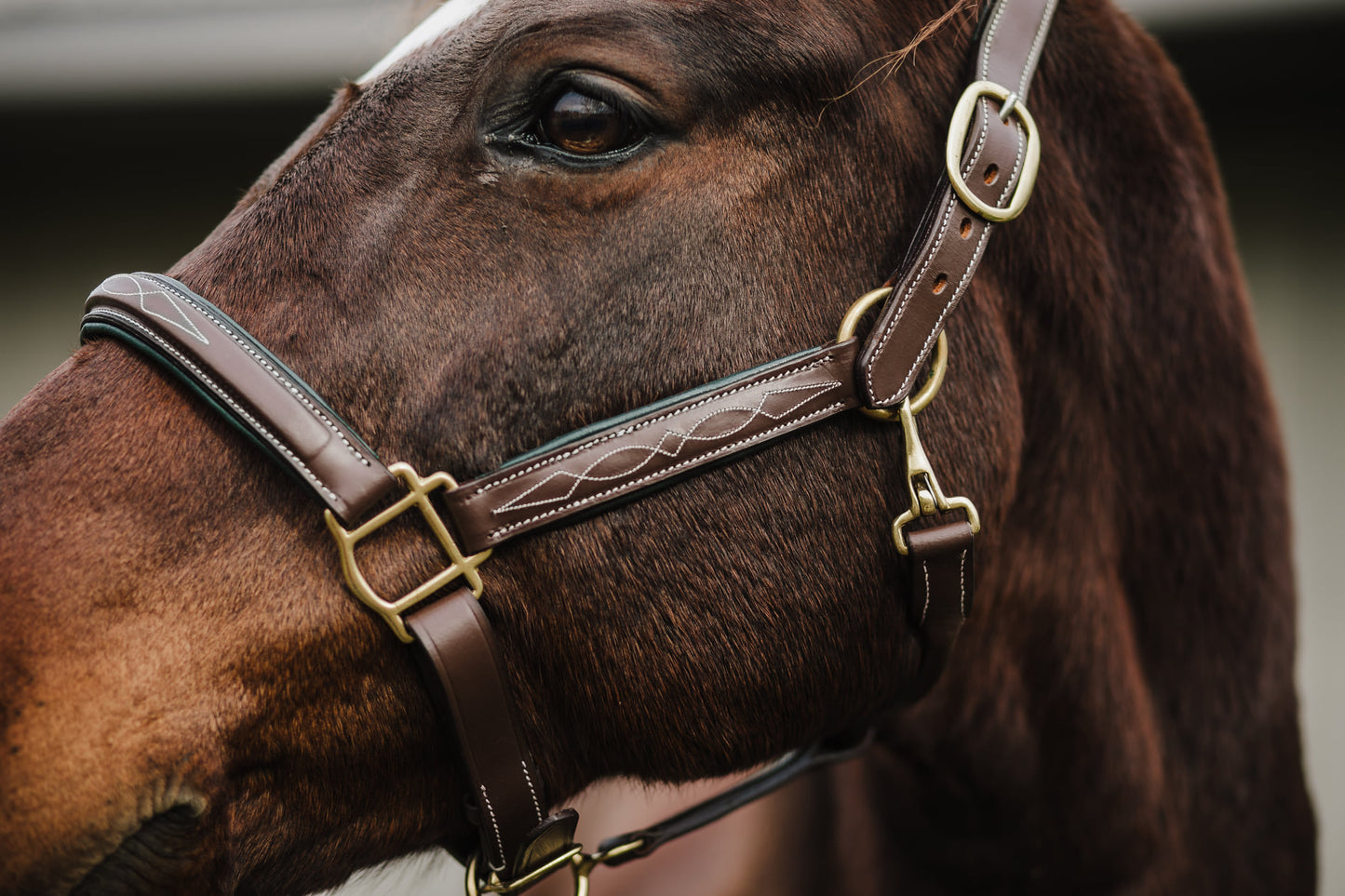 Pup & Pony Co. Belmont Anatomical Halter