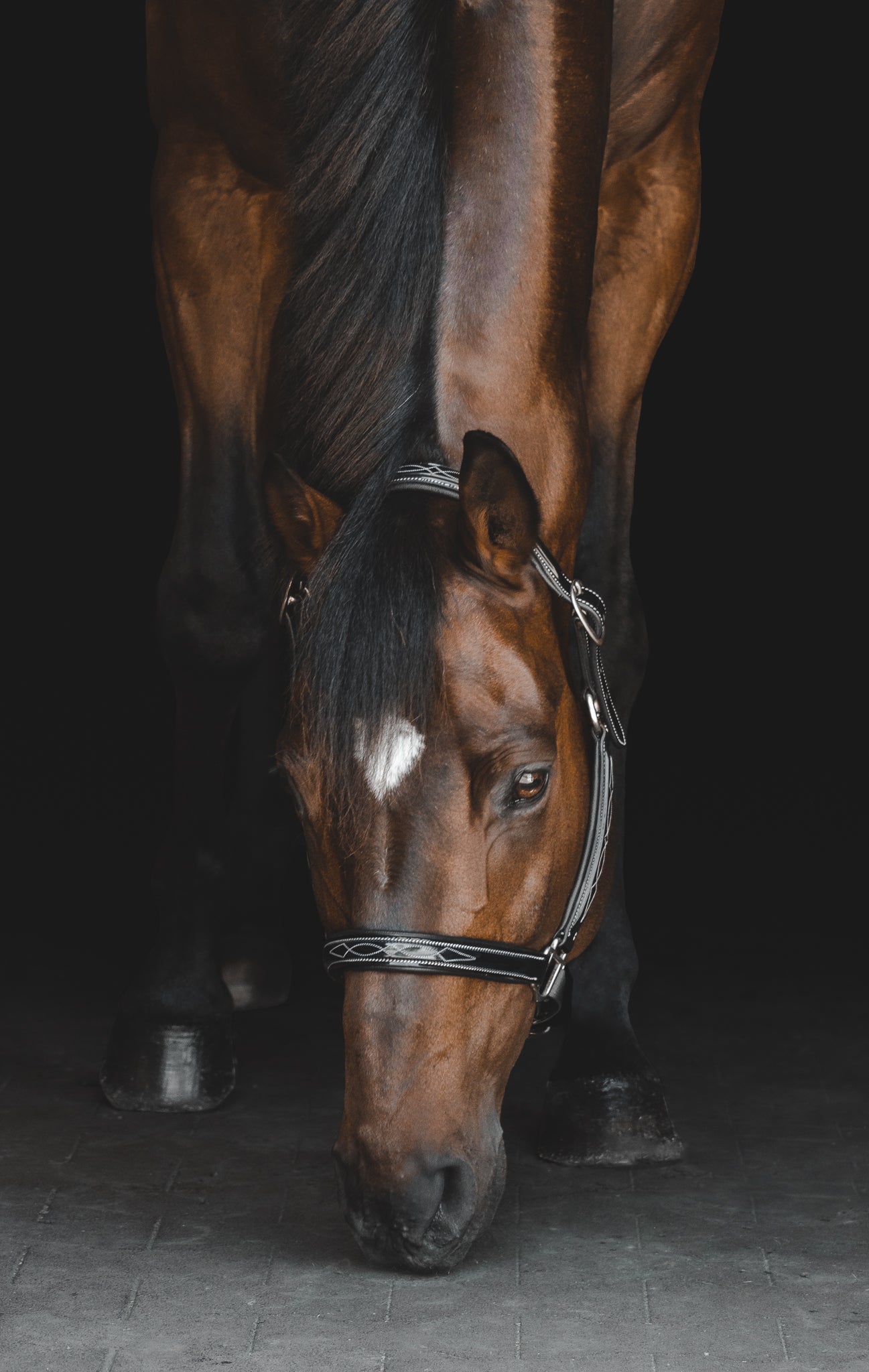 Pup & Pony Co. Grand Prix Special Halter