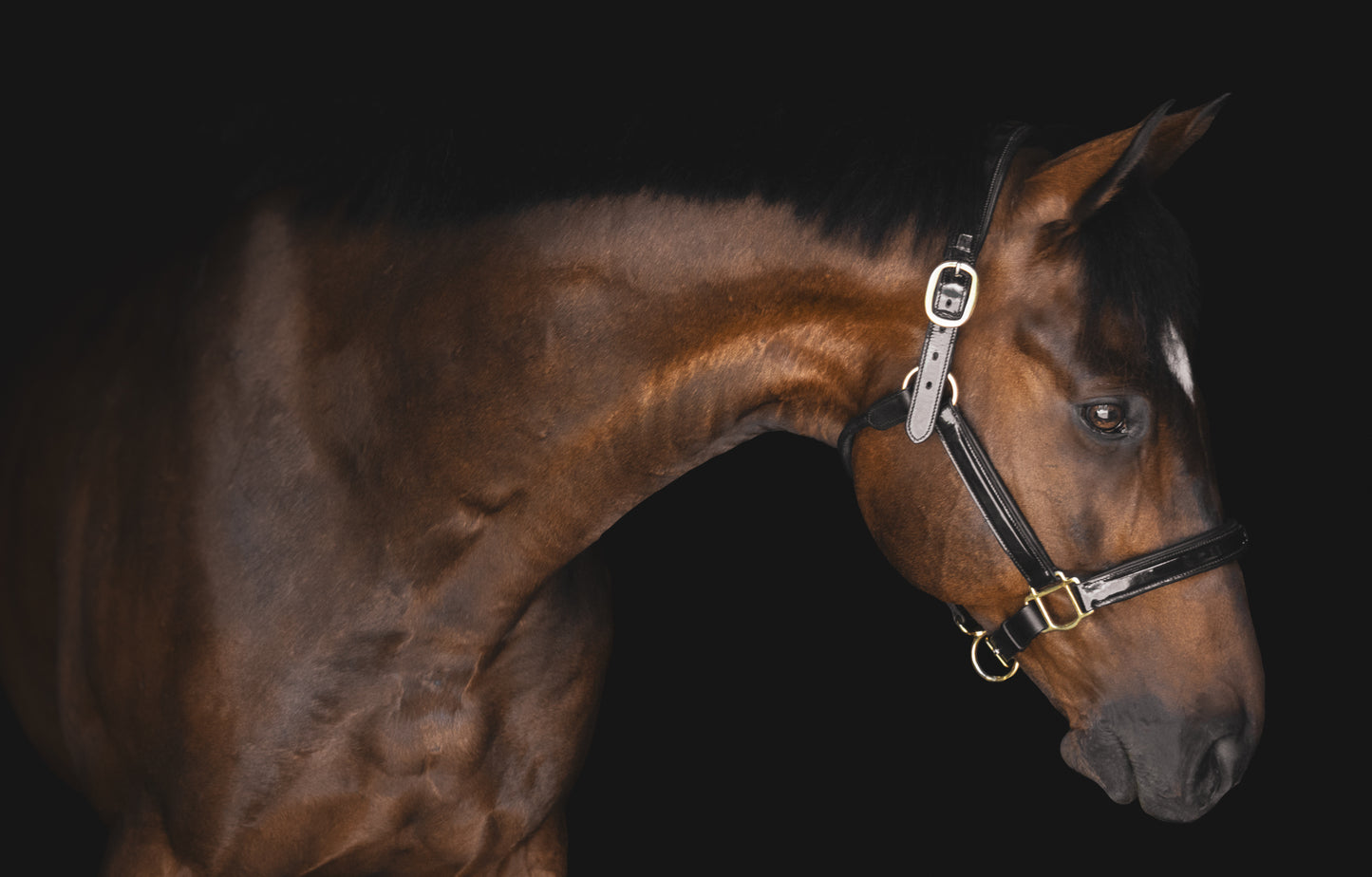 Pup & Pony Co. Grand Prix Halter