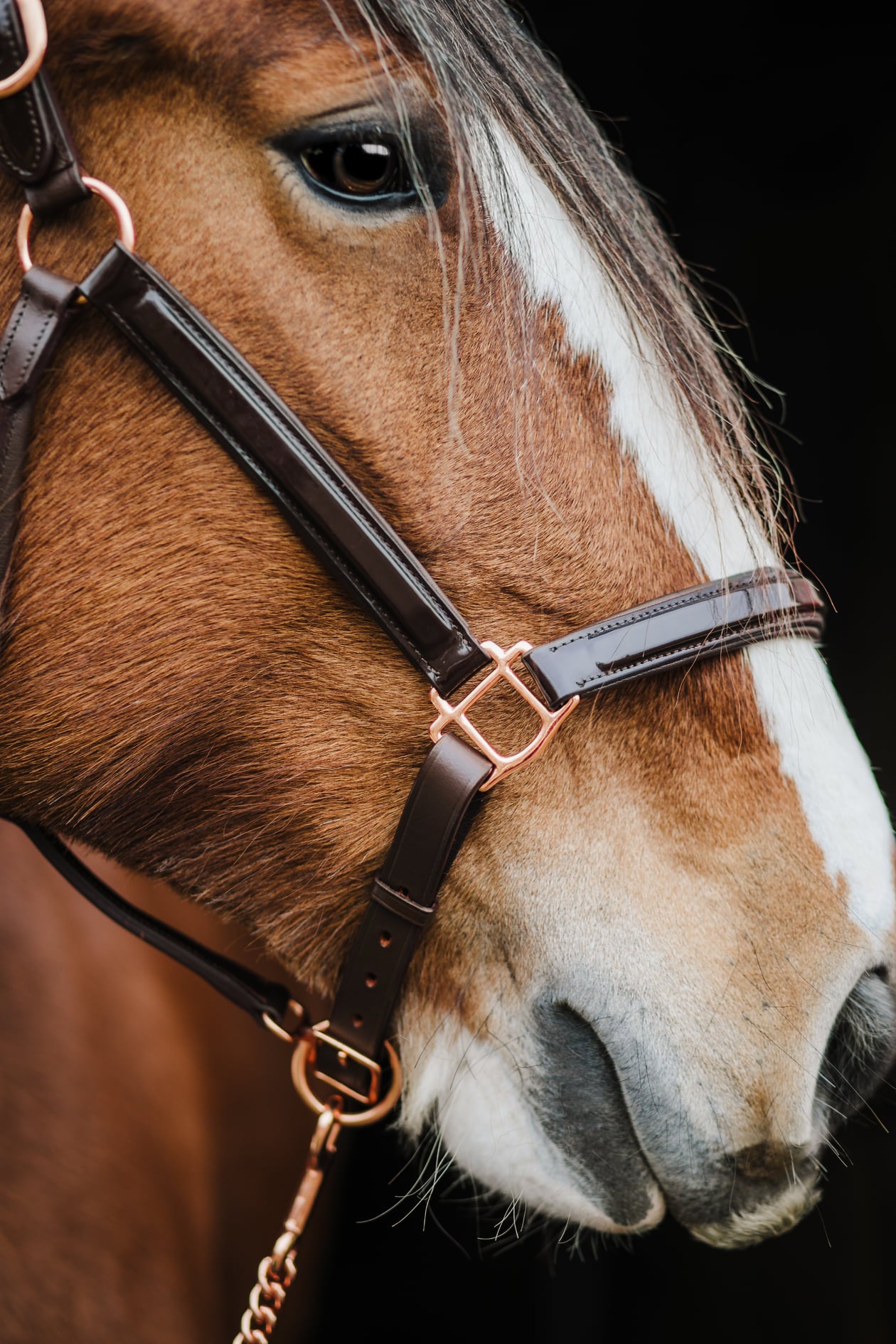 Pup & Pony Co. Grand Prix Halter