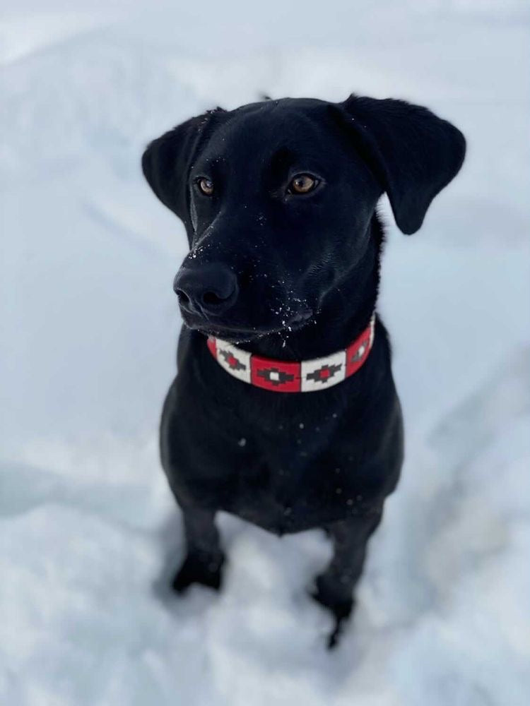 Pup & Pony Co. Maple Collar