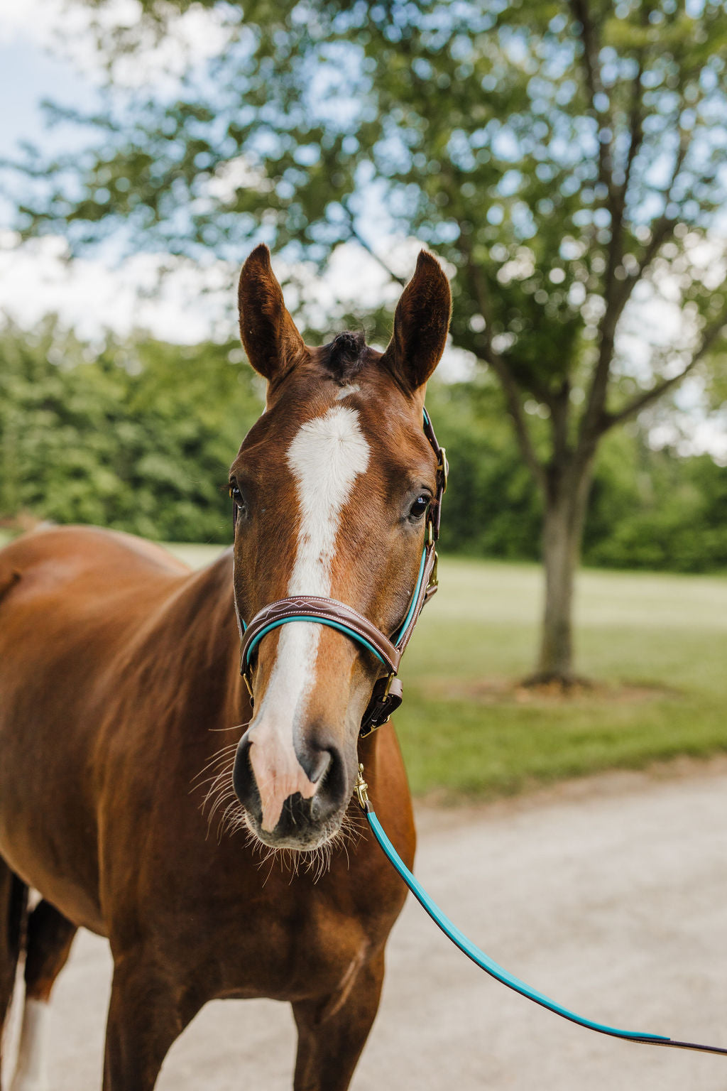 Pup & Pony Co. Derby Halter