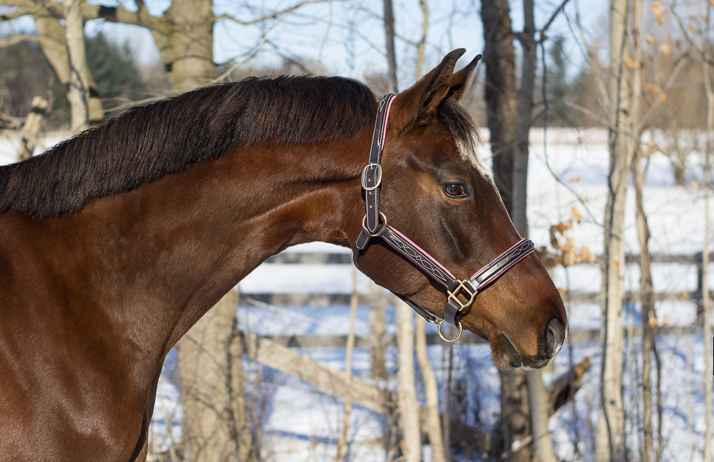 Pup & Pony Co. Derby Halter