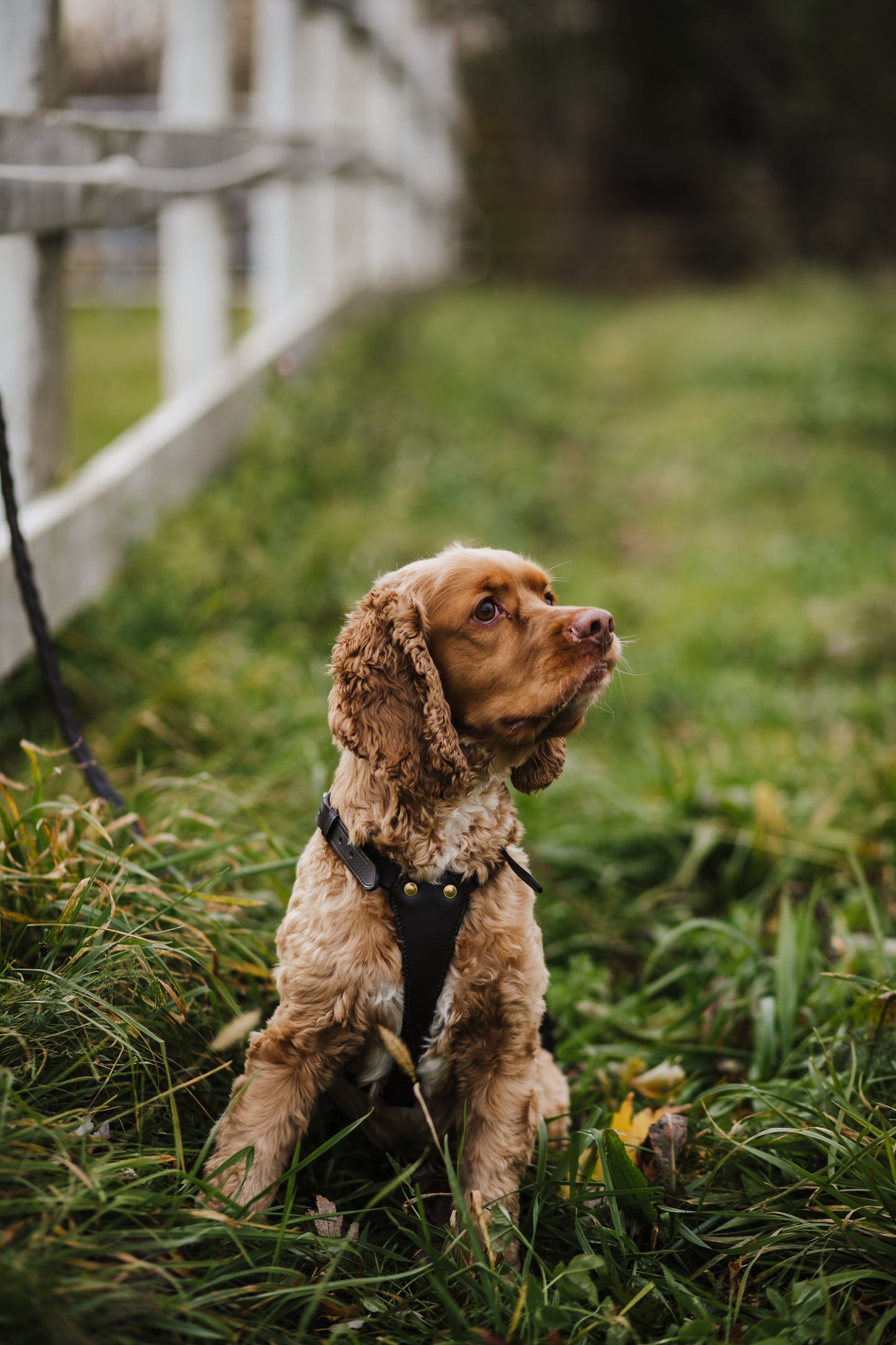 Pup & Pony Co. Leather Dog Harness