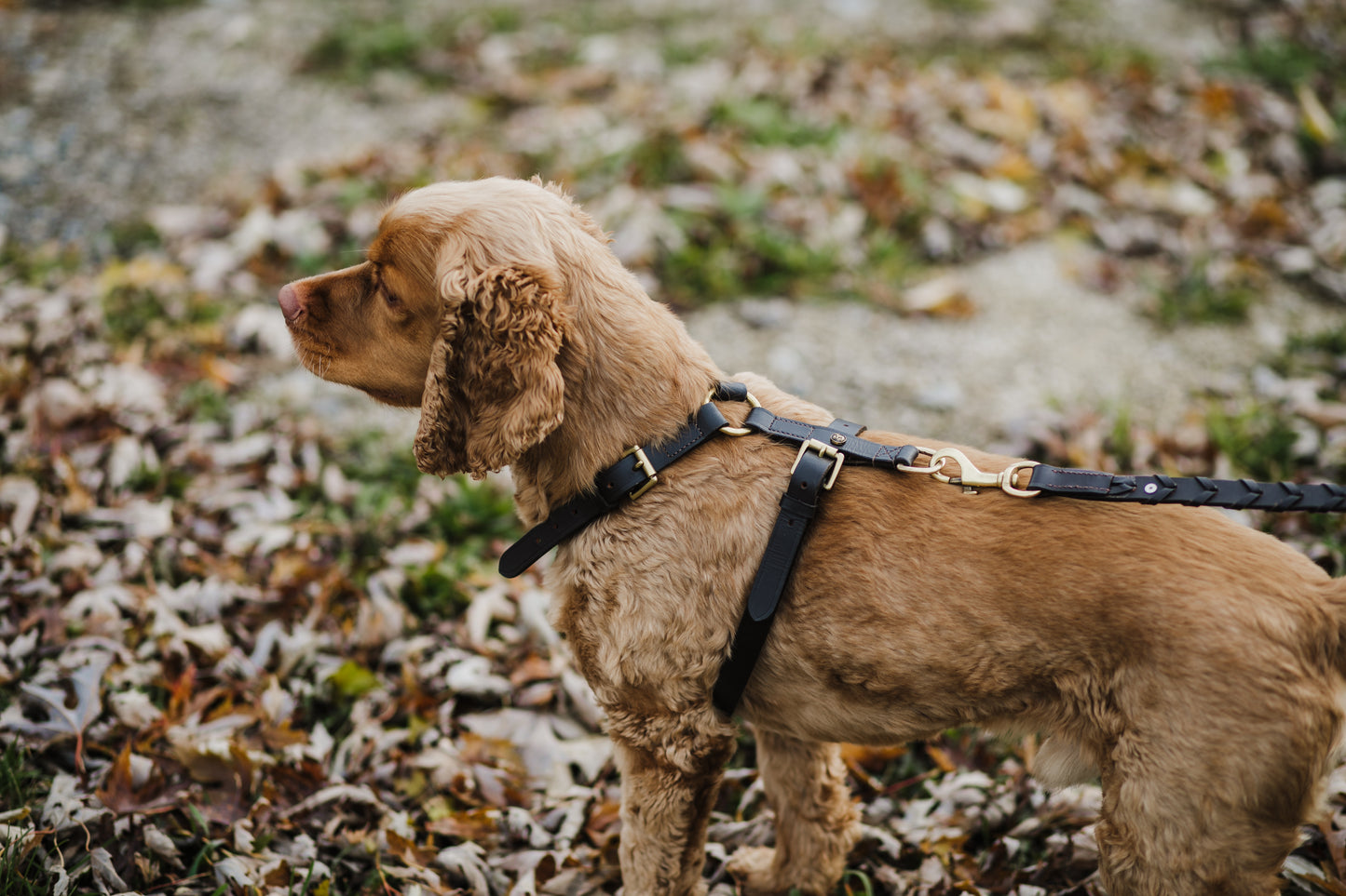 Pup & Pony Co. Leather Dog Harness