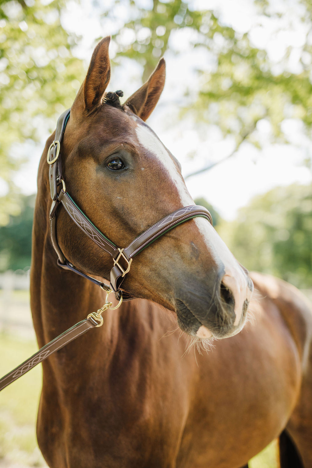Pup & Pony Co. Belmont Lead with Leather Stopper