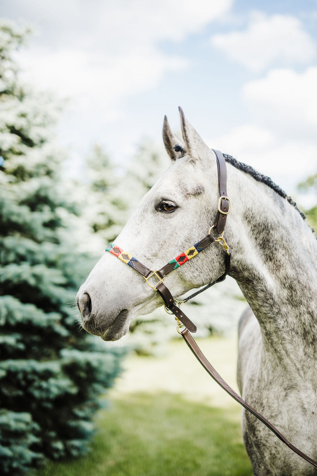 Pup & Pony Co. Hudson Halter