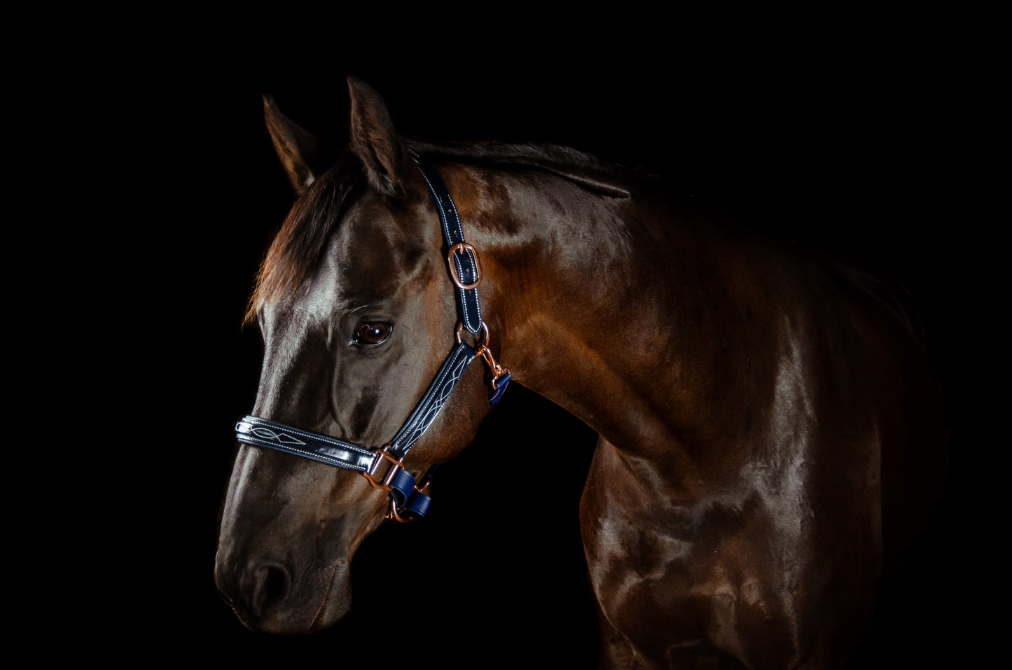 Pup & Pony Co. Grand Prix Special Halter