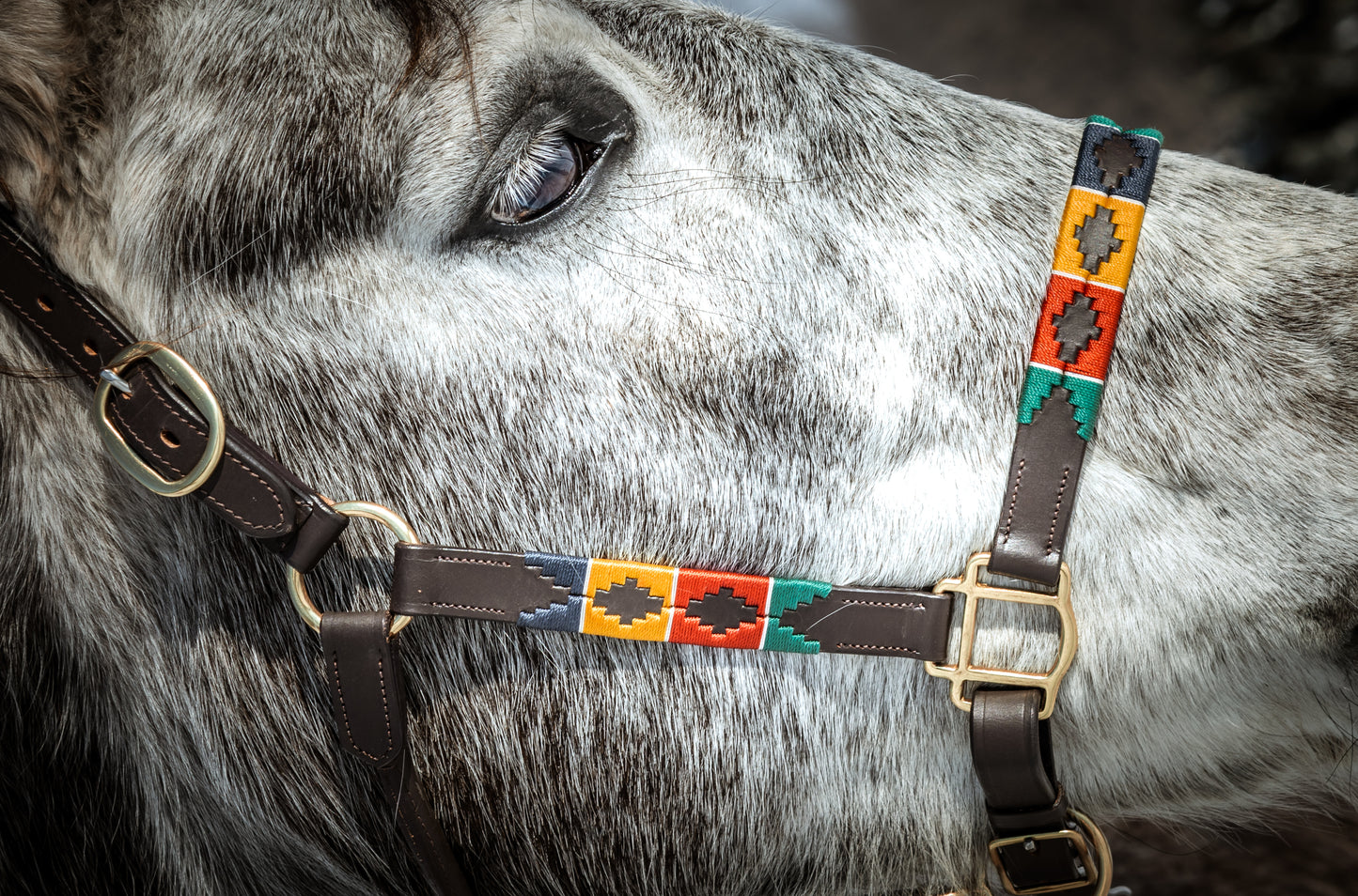 Pup & Pony Co. Hudson Halter