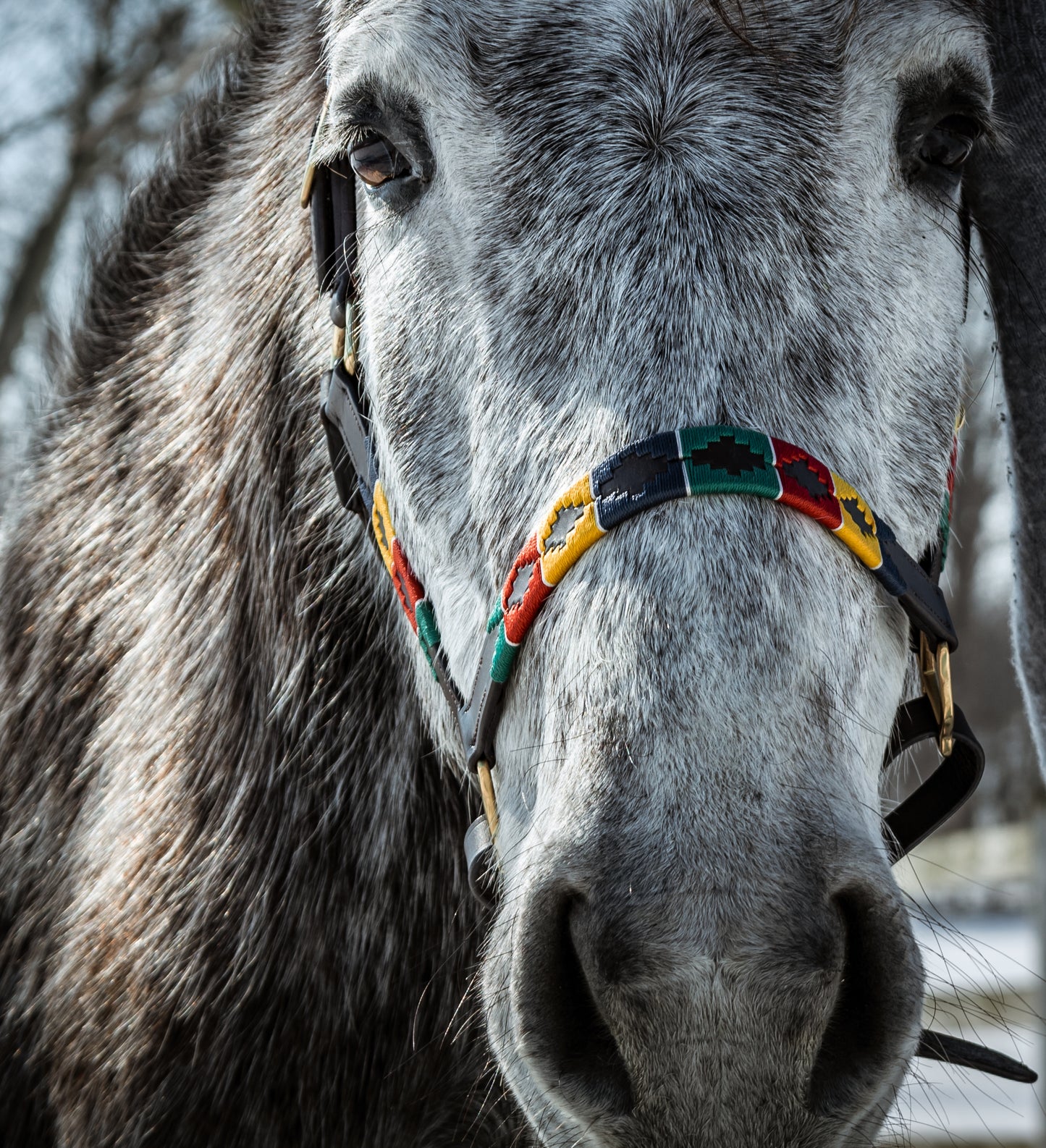 Pup & Pony Co. Hudson Halter