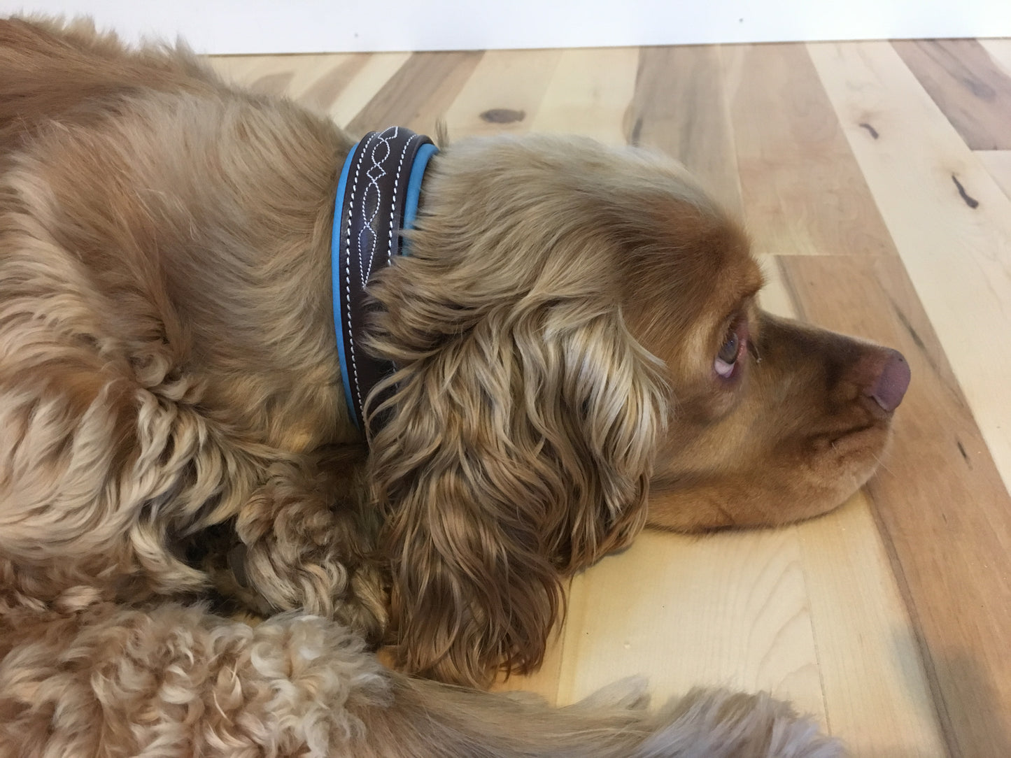 Pup & Pony Co. Derby Collar