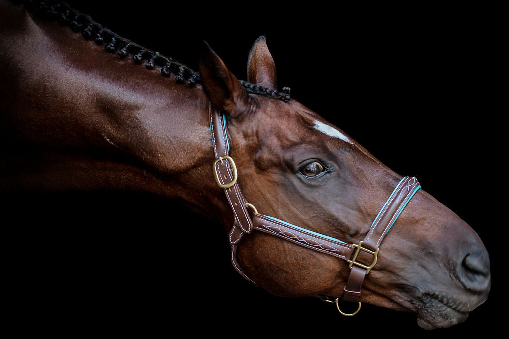 Pup & Pony Co. Derby Halter