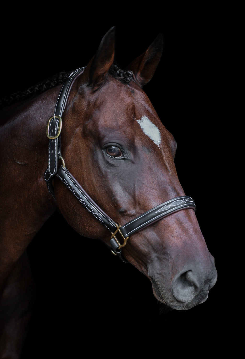 Pup & Pony Co. Derby Halter