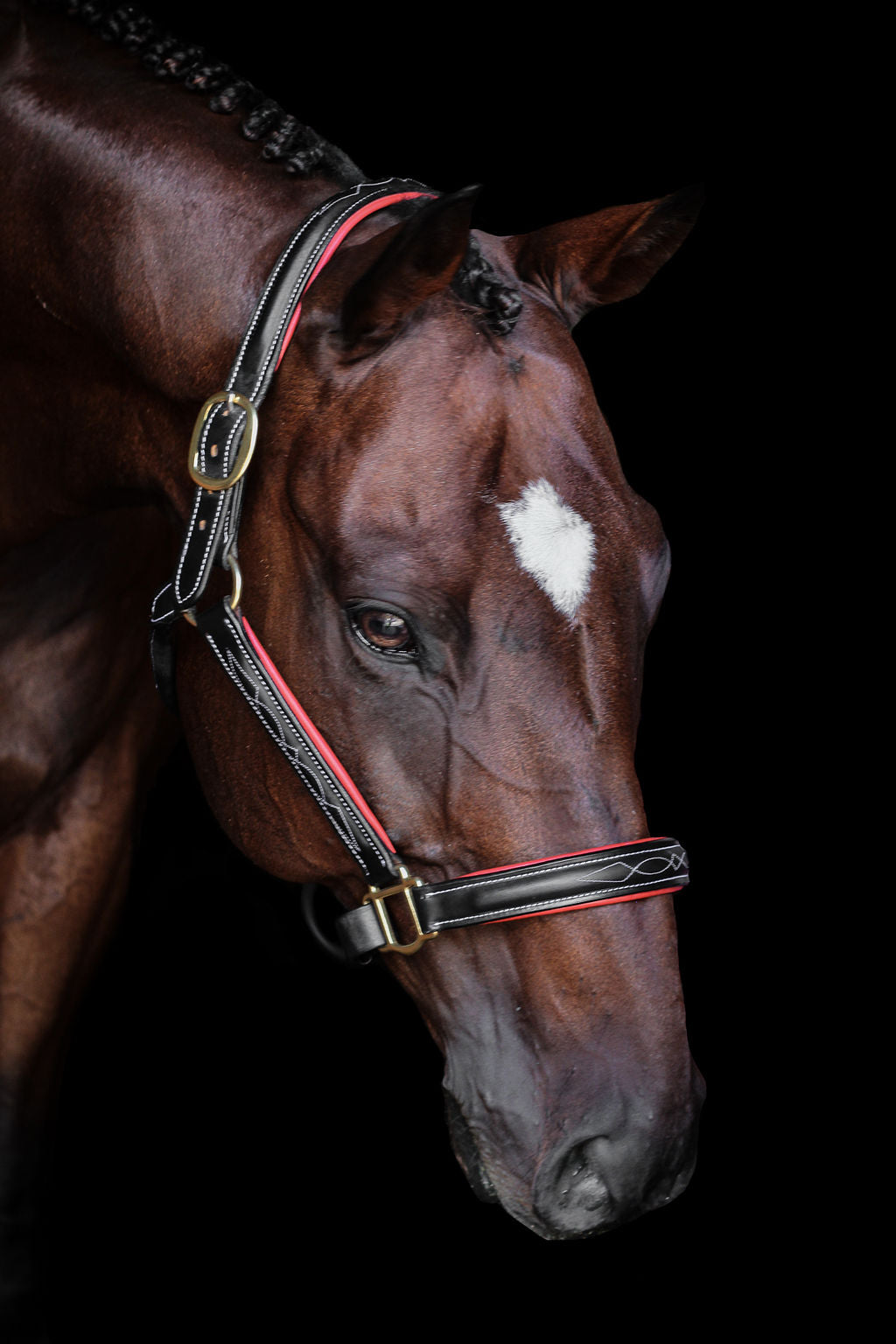 Pup & Pony Co. Derby Halter