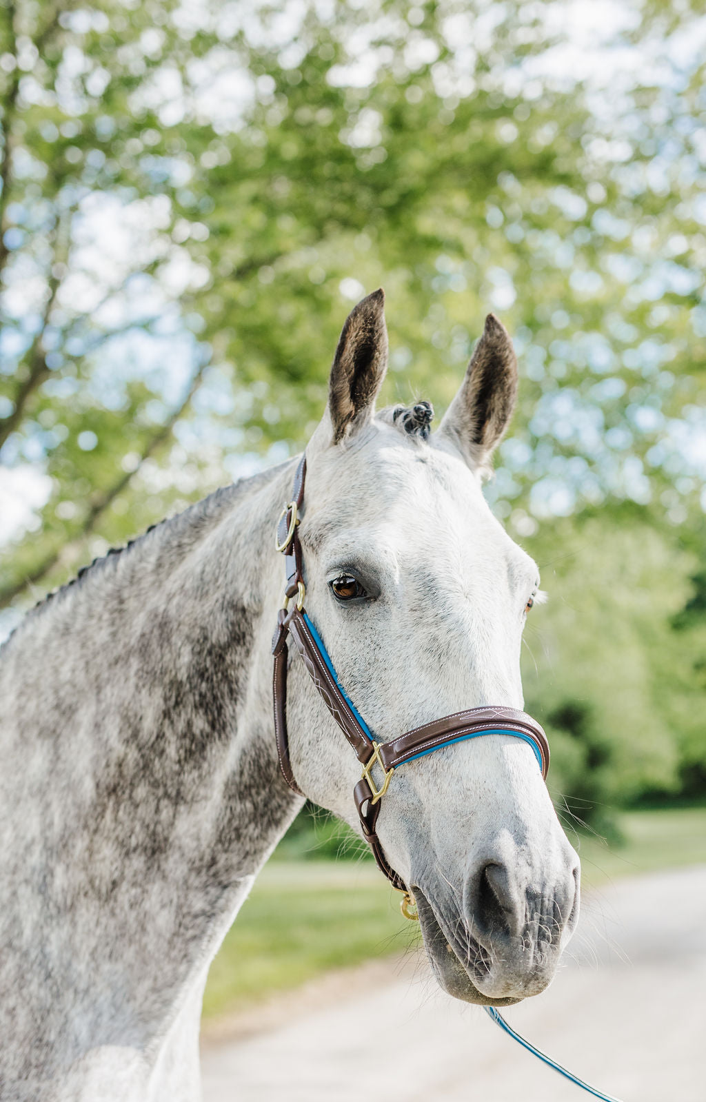 Pup & Pony Co. Derby Lead with Leather Stopper