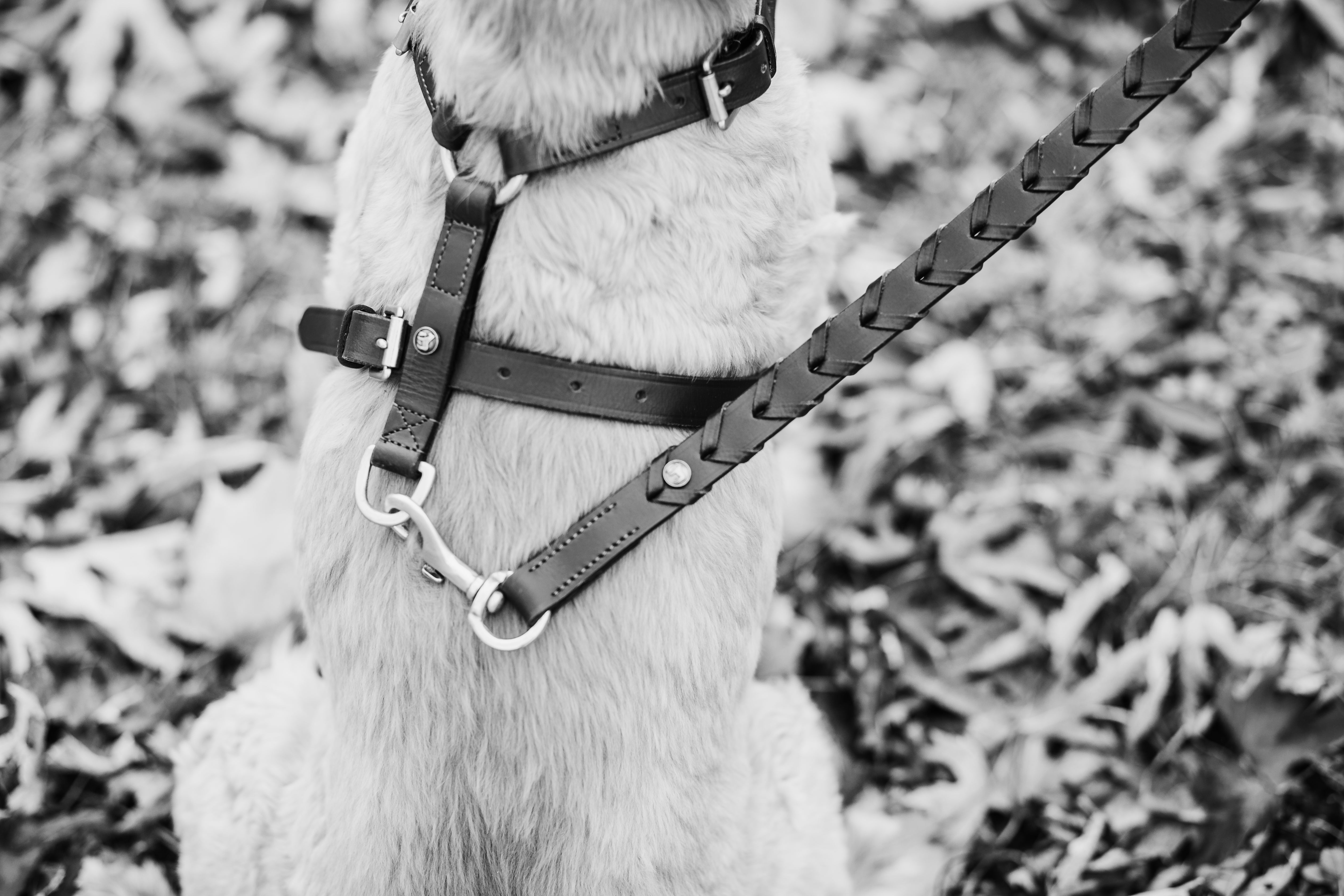 White leather outlet dog harness