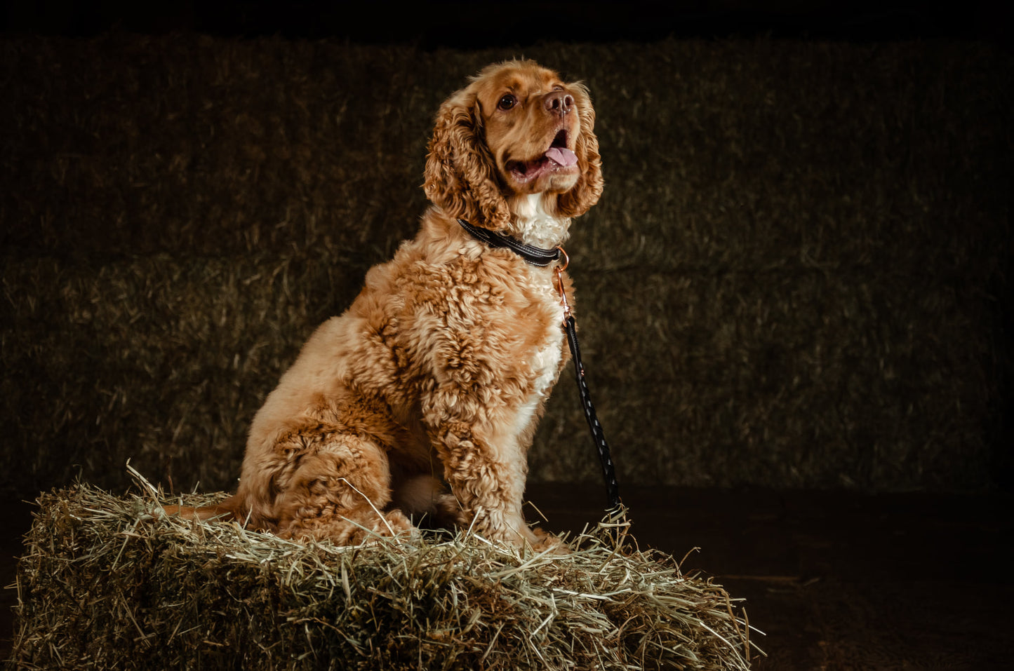 Pup & Pony Co. Belmont Collar