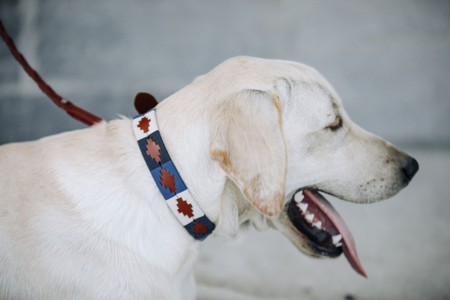 Pup & Pony Co. Polo Collar