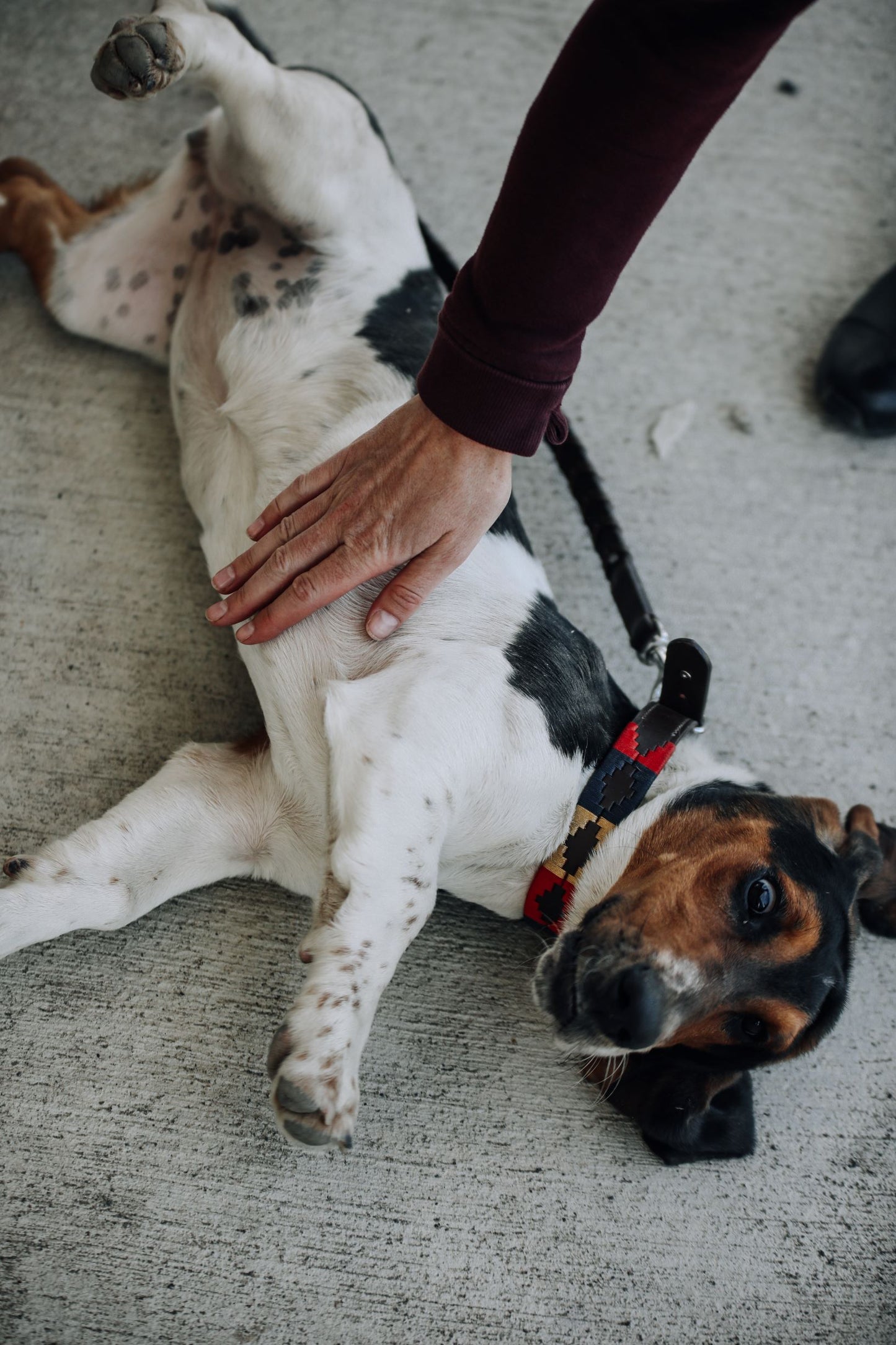 Pup & Pony Co. Polo Collar